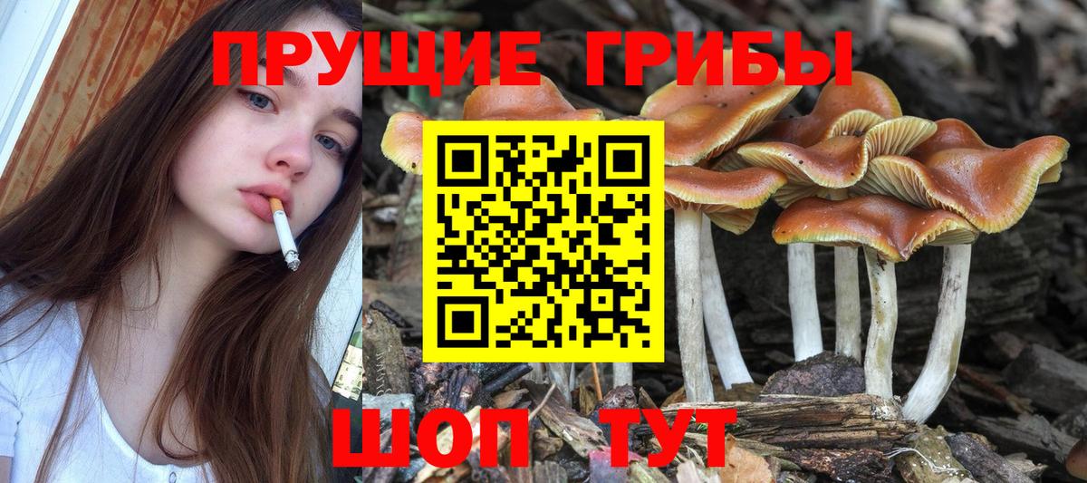 Галлюциногенные грибы Cubensis Донской